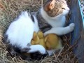 cat-and-ducklings