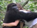 gorillas-reunited