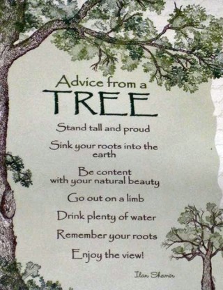 Advice-from-a-Tree